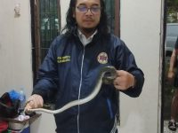 Respons Cepat ERP Palangka Raya Selamatkan Keluarga dari Ancaman Ular Saat Cuaca Ekstrem