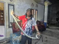 Evakuasi ular sanca batik oleh tim ERP Palangka Raya di permukiman warga
