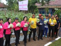 Kapolda Kalteng dan Bhayangkari panen perdana melon di Mapolda Kalteng