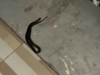 Ular Birang di teras rumah Komandan ERP Palangka Raya