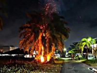 Pohon kelapa sawit terbakar dekat jaringan kabel listrik di Jalan Nyai Rendem Palangka Raya