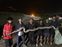 Tim ERP mengevakuasi ular piton raksasa sepanjang 8 meter di Jalan Samudin Aman, Palangka Raya