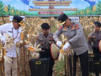 Kapolda Kalteng dan Forkopimda mengikuti panen raya jagung di Rakumpit Palangka Raya