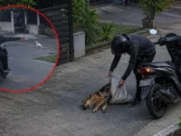 Ilustrasi Rekaman CCTV memperlihatkan terduga pelaku pencurian anjing di Jalan Hiu Putih, Palangka Raya.