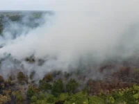 Petugas BPBD Palangka Raya menangani kebakaran hutan dan lahan di salah satu titik api.