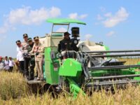 Kapolda Kalteng dan Gubernur Agustiar Sabran panen raya padi bersama petani di Kapuas